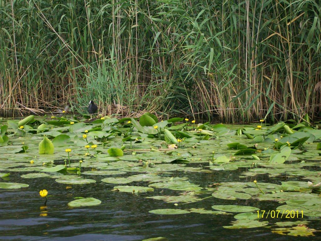 Кушугум з panoramio.com - Кушугум