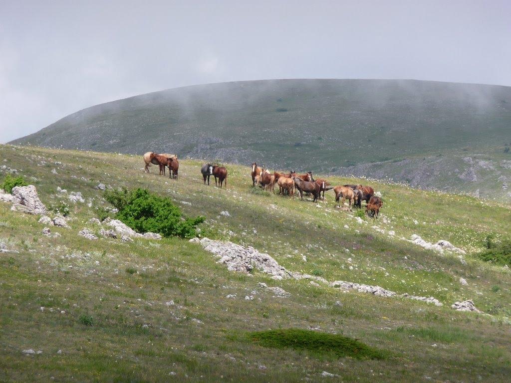 Пчолине з panoramio.com - Pcholyne