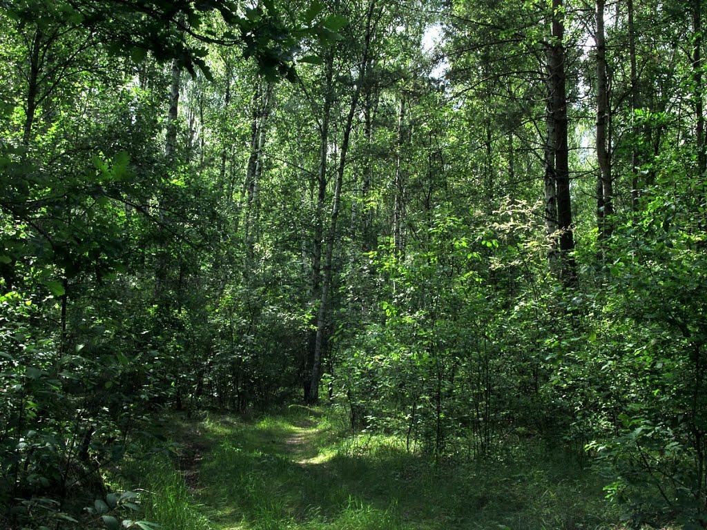 Понінка з panoramio.com - Понінка