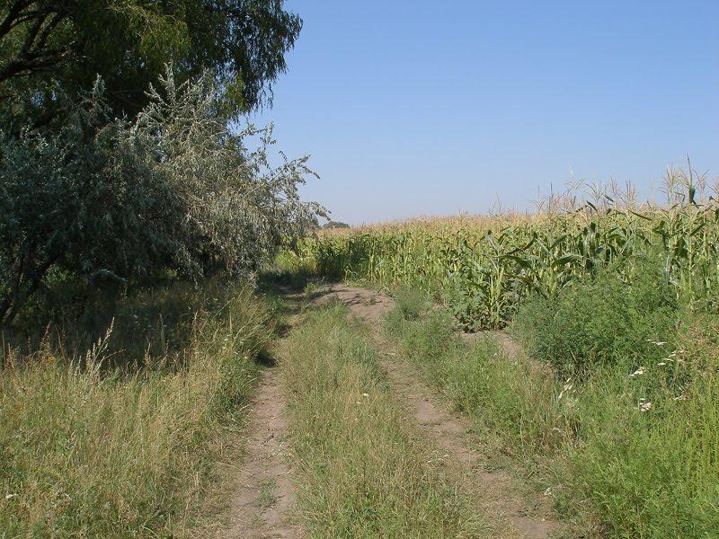 Вільховатка з panoramio.com - Вільховатка