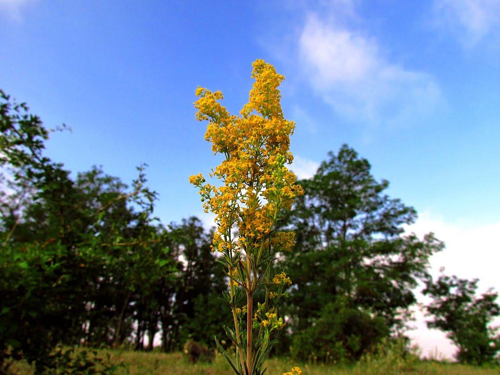 Кочубеївка з panoramio.com