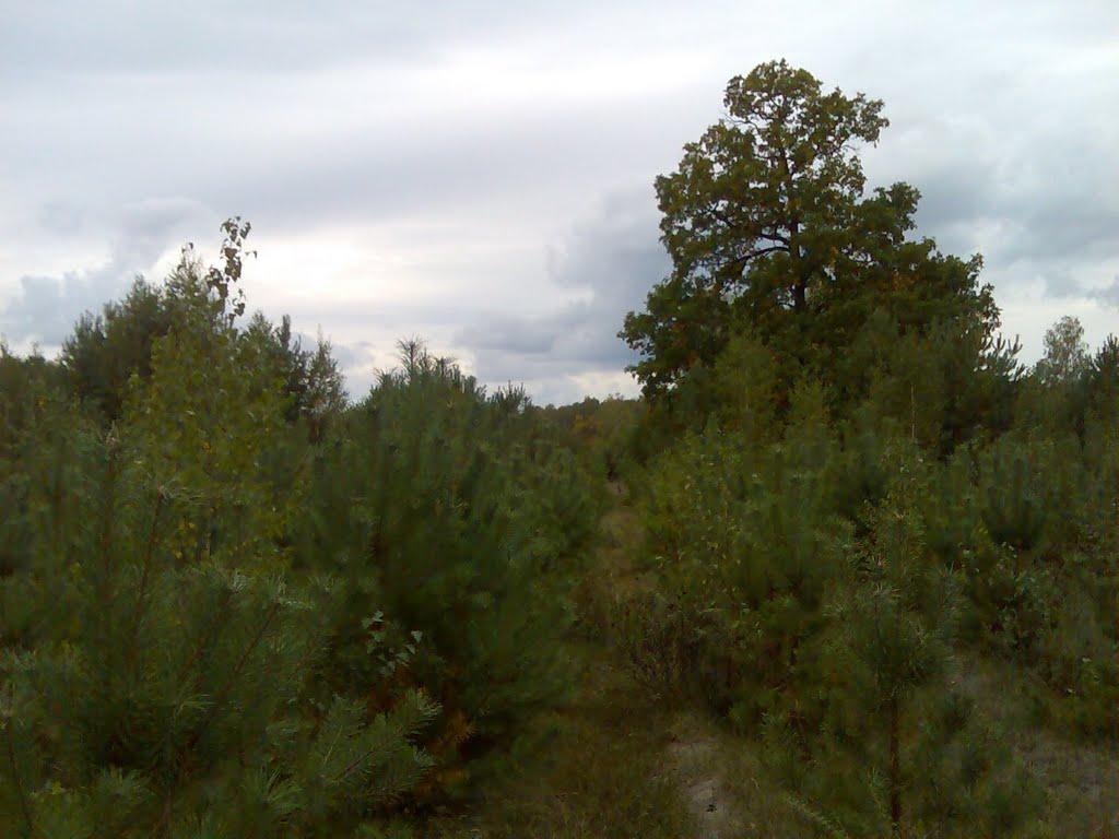 Гукове з panoramio.com - Гукове