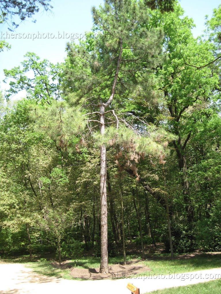 Асканія-Нова з panoramio.com - Askaniya-Nova