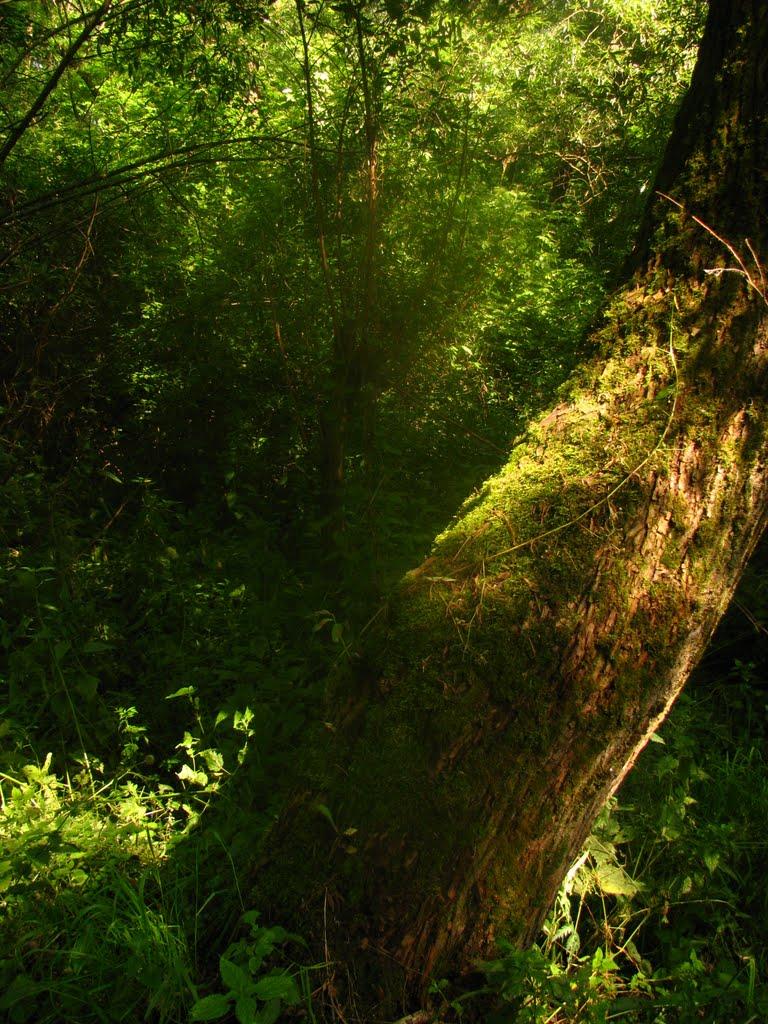 Вовчківці з panoramio.com - Вовчківці