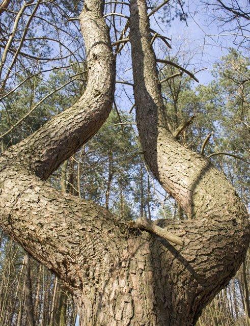 Кролевець з panoramio.com - Кролевець