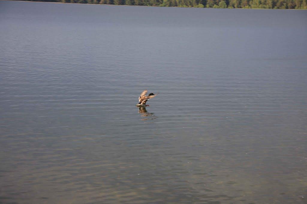 Мельники з panoramio.com - Мельники