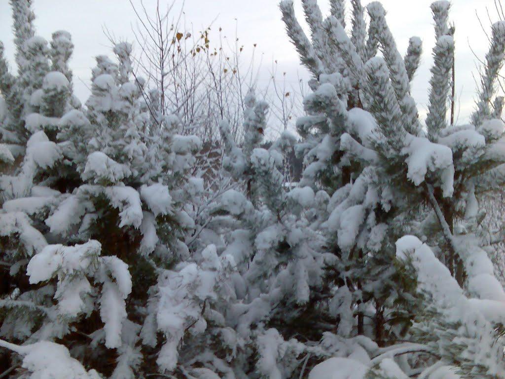 Жабка з panoramio.com - Жабка