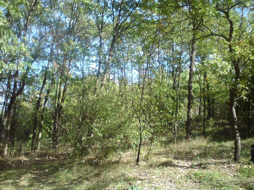 Михайло-Ларине з panoramio.com - Михайло-Ларине