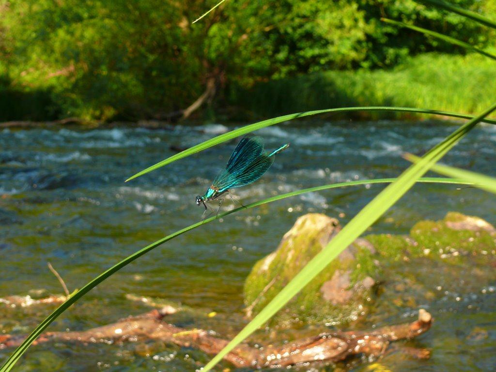 Вари з panoramio.com - Вари