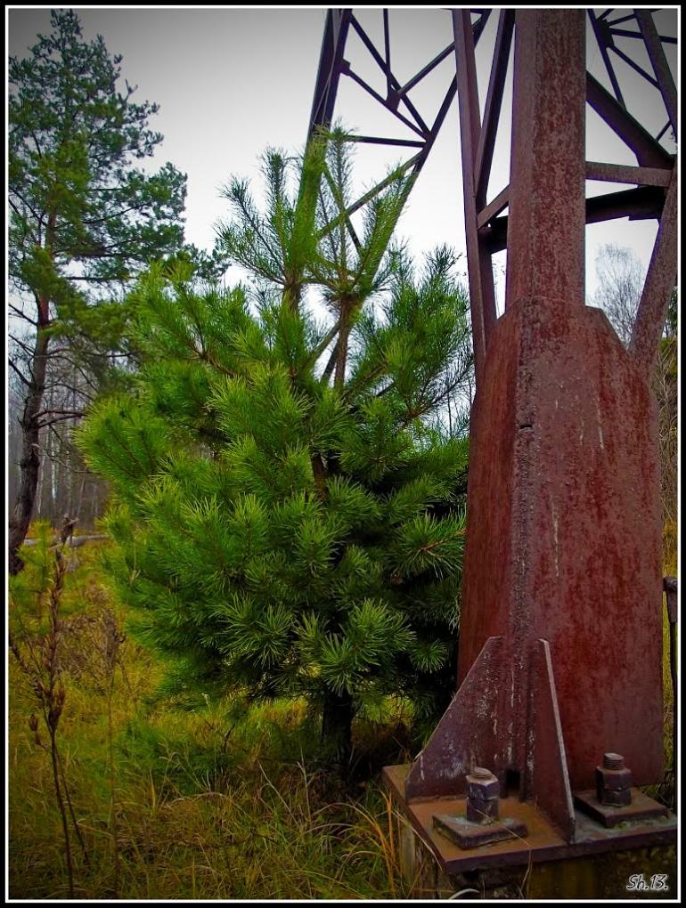 Три Копці з panoramio.com - Три Копцы