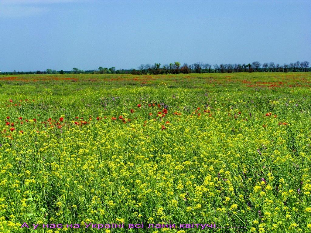 Миколаївка з panoramio.com - Миколаївка