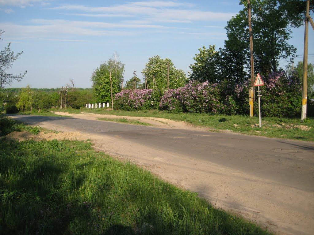 Срібне з panoramio.com - Сребное