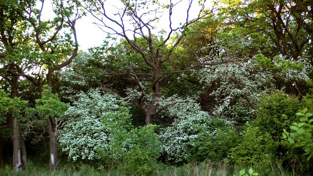 Дронівка з panoramio.com - Дроновка