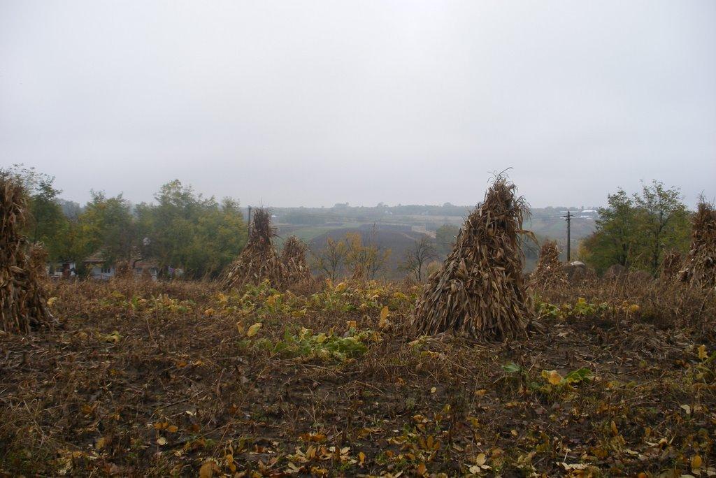 Мамалига з panoramio.com - Мамалыга