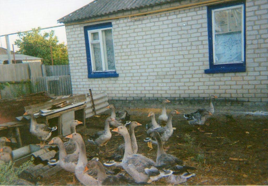 Жовтневе з panoramio.com - Жовтневое