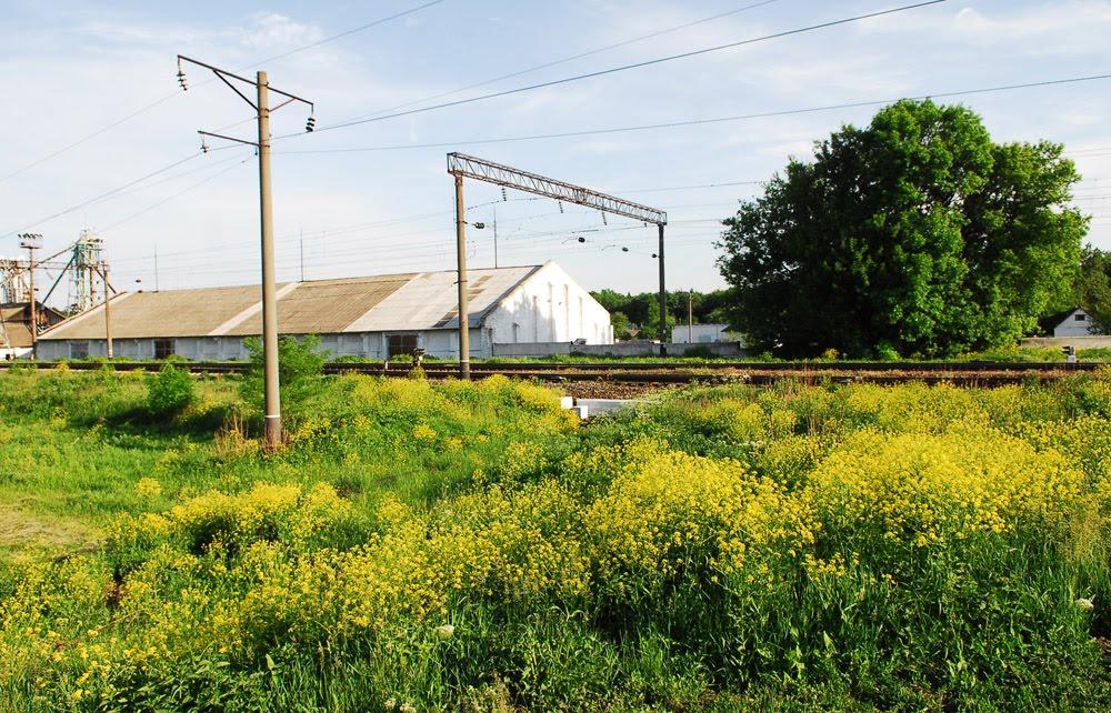 Сухоліси з panoramio.com - Сухолесы