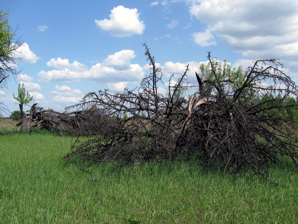 Калинівка з panoramio.com - Калинівка