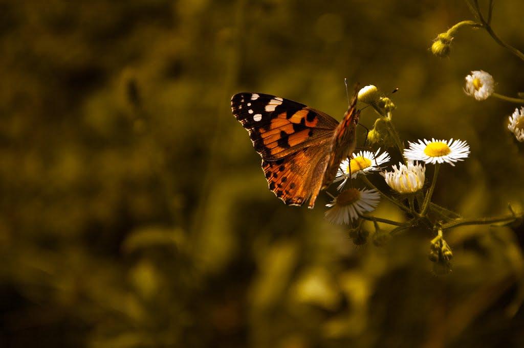 Теслугів з panoramio.com - Теслугів