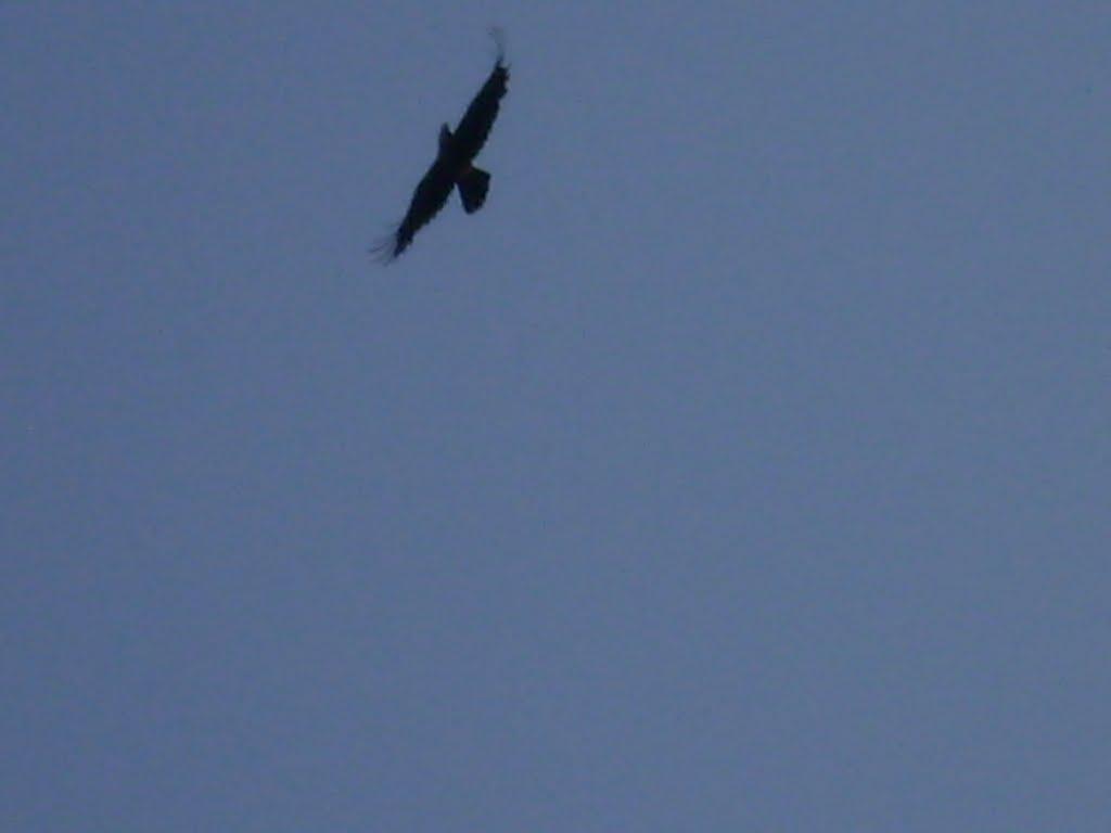 Скипче з panoramio.com - Скипче