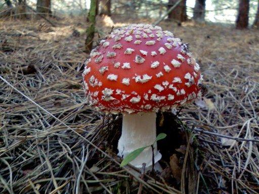 Ковалин з panoramio.com - Ковалин