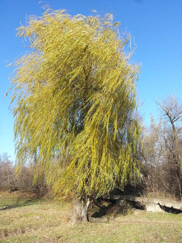 Сніжне з panoramio.com - Снежное