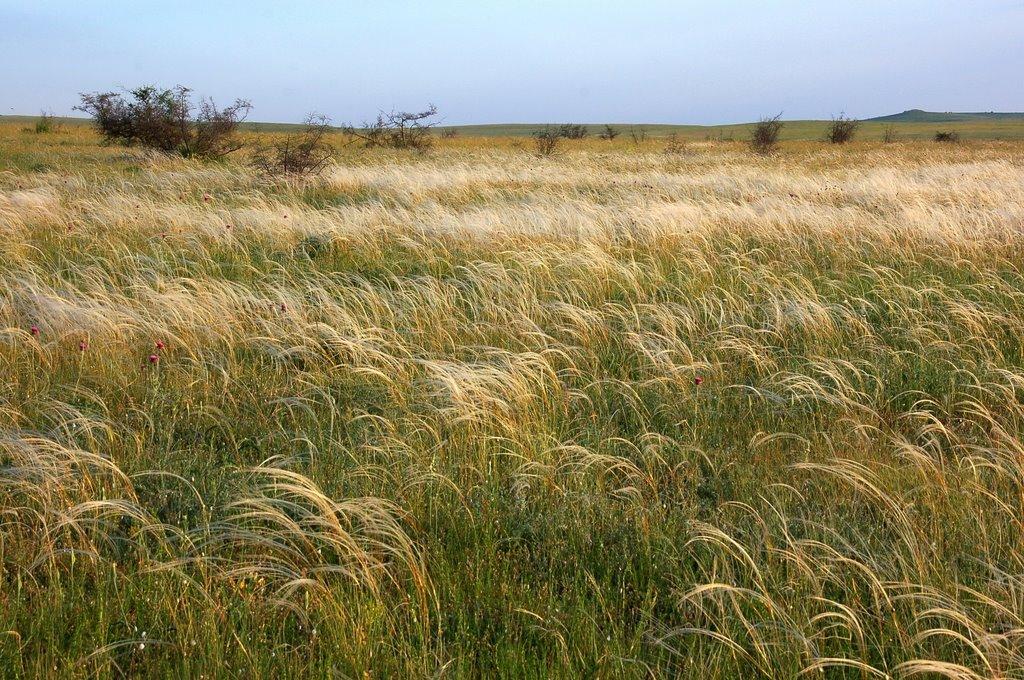 Кочергіне з panoramio.com - Кочергино