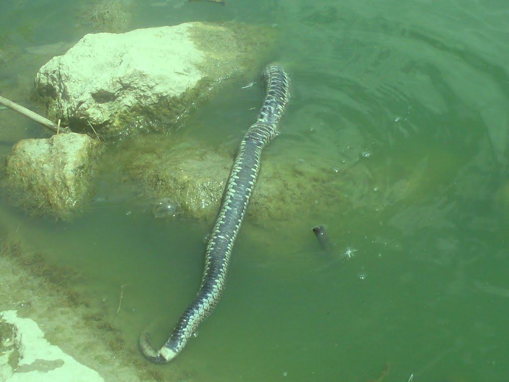 Рисове з panoramio.com - Рисове