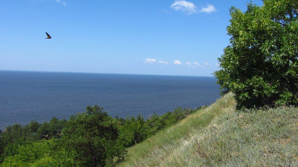 Максимівка з panoramio.com - Максимівка