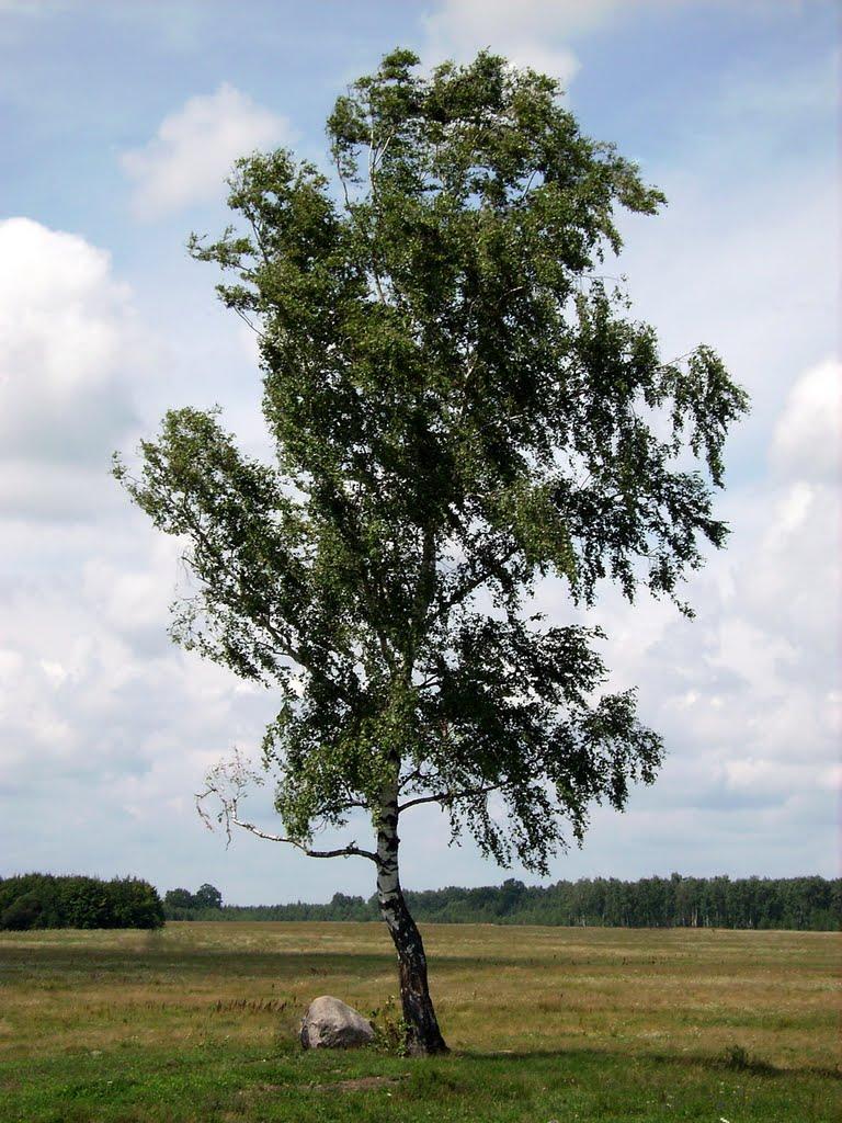 Полянка з panoramio.com - Полянка