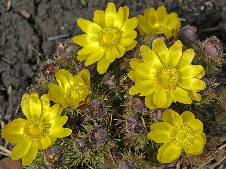 Литвинівка з panoramio.com - Литвиновка