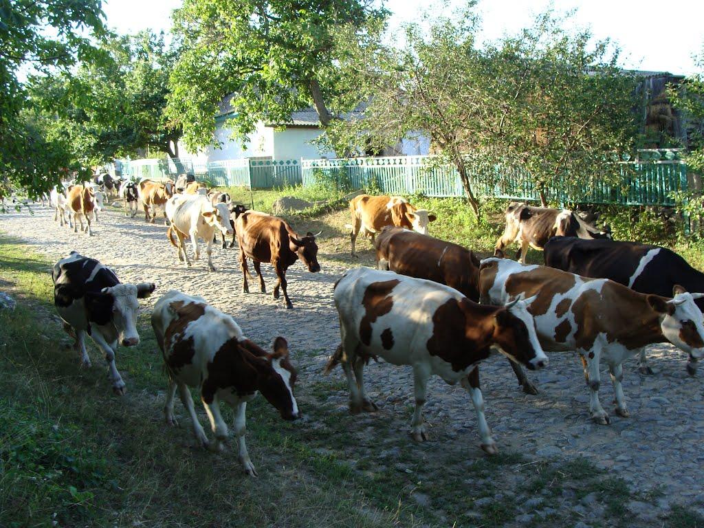 Бандурове з panoramio.com - Бандурове