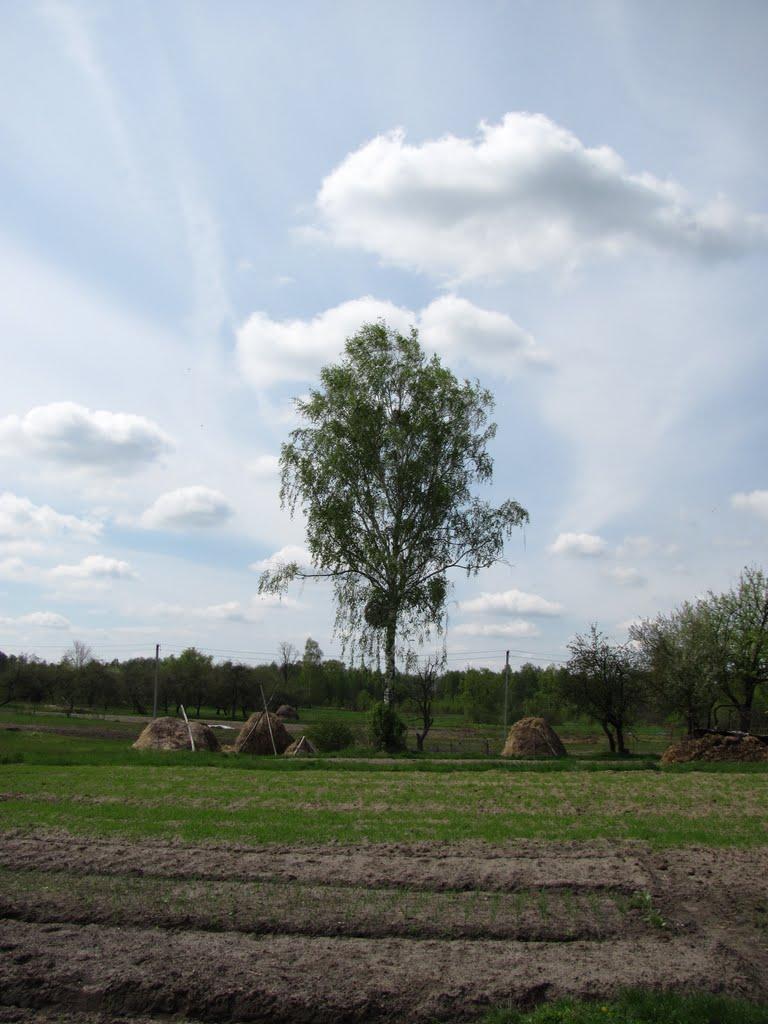 Полянка з panoramio.com - Полянка