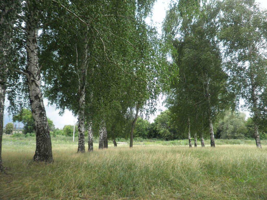 Довжик з panoramio.com - Довжик