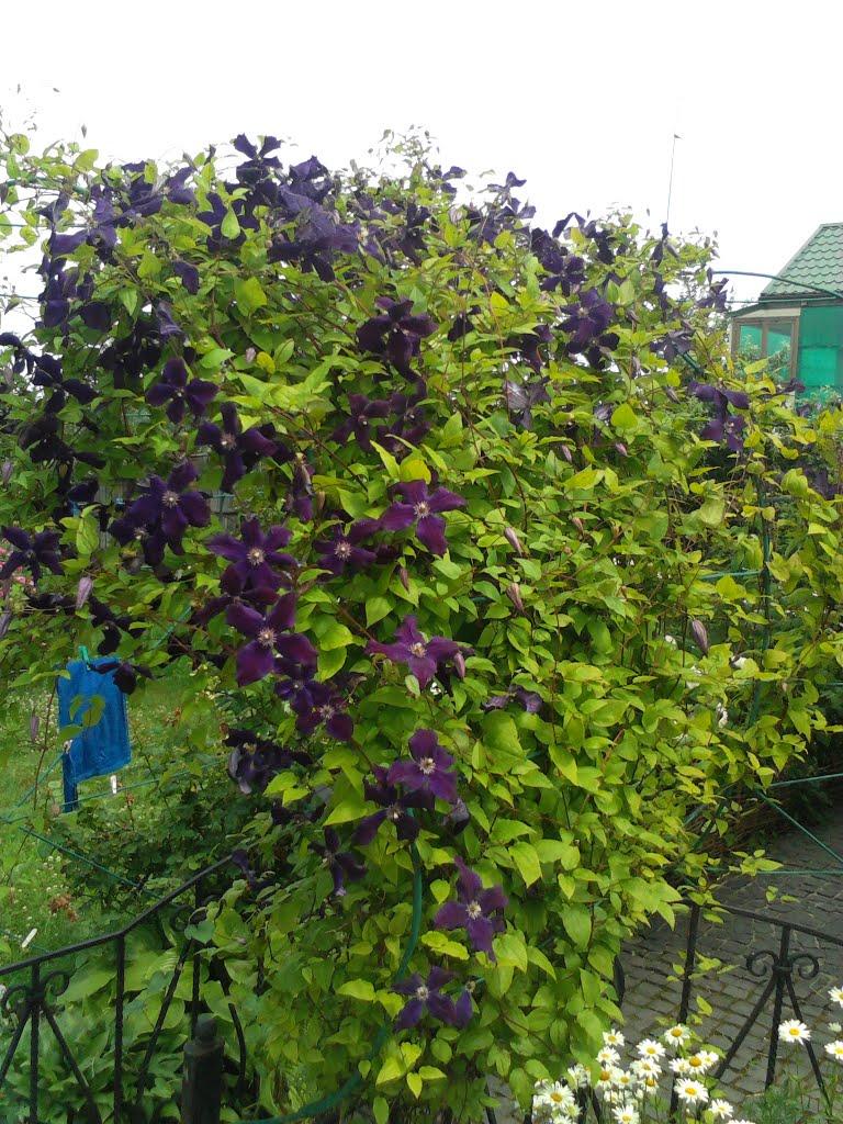 Дядьковичі з panoramio.com - Дядьковичи