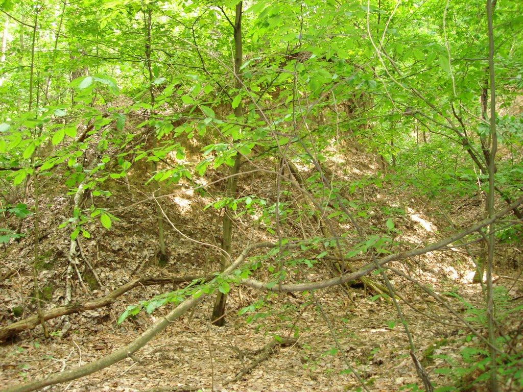 Мліїв з panoramio.com - Млиев