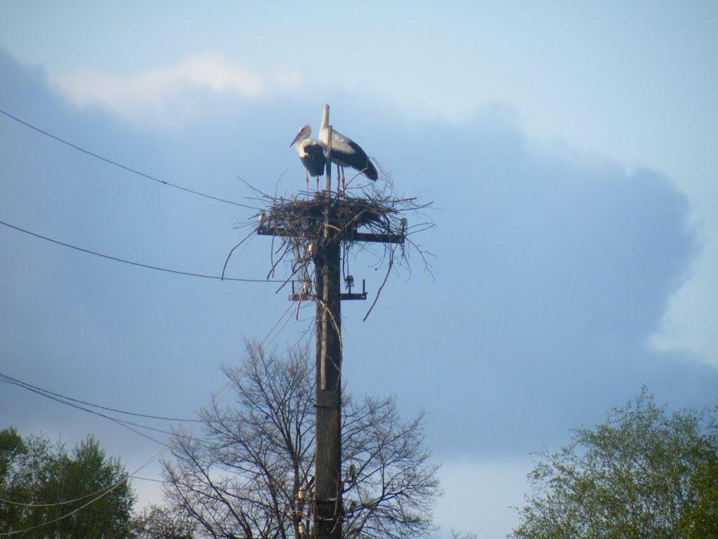 Залізний Міст з panoramio.com - Залізний Міст