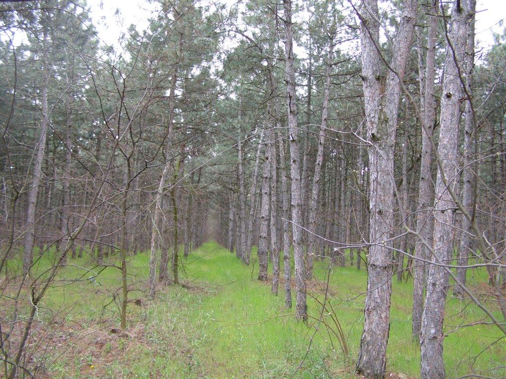 Богатир з panoramio.com - Богатир