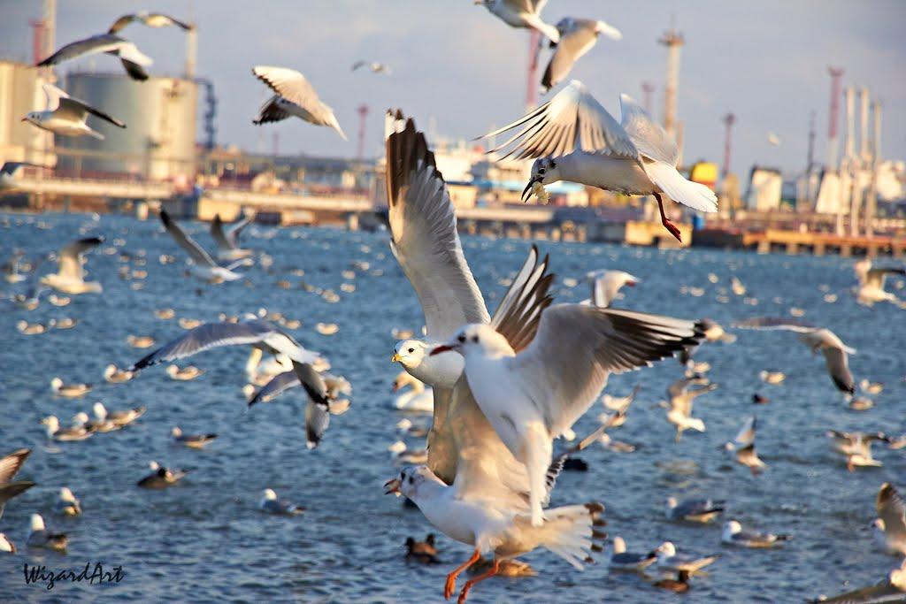 Олександрівка з panoramio.com - Олександрівка