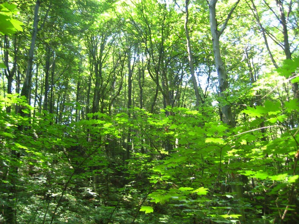 Товмачик з panoramio.com - Товмачик