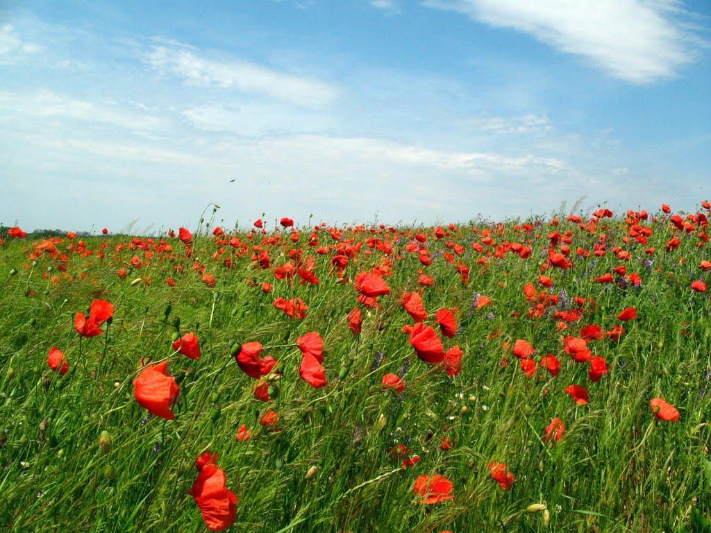 Миколаївка з panoramio.com - Миколаївка