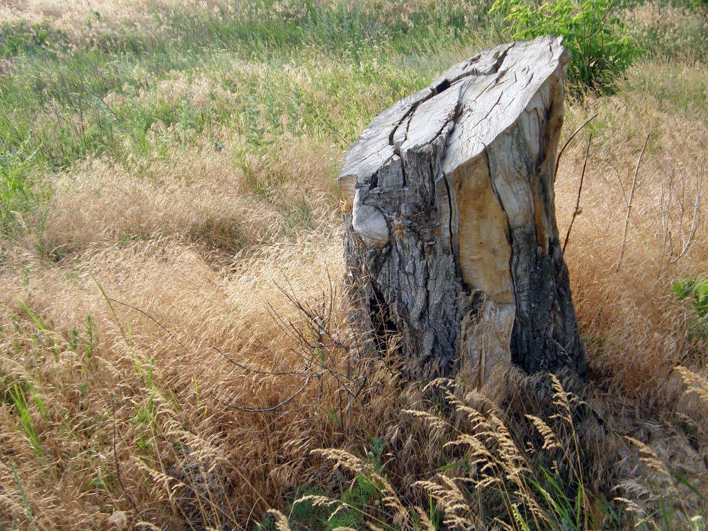 Балабине з panoramio.com - Балабино