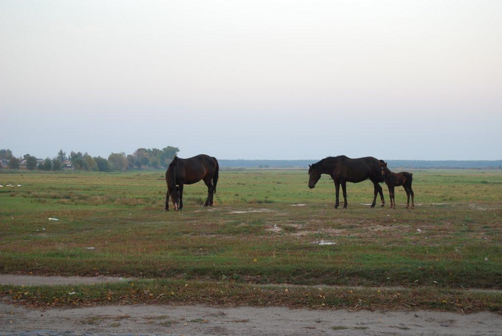 Орлівка з panoramio.com - Orlivka