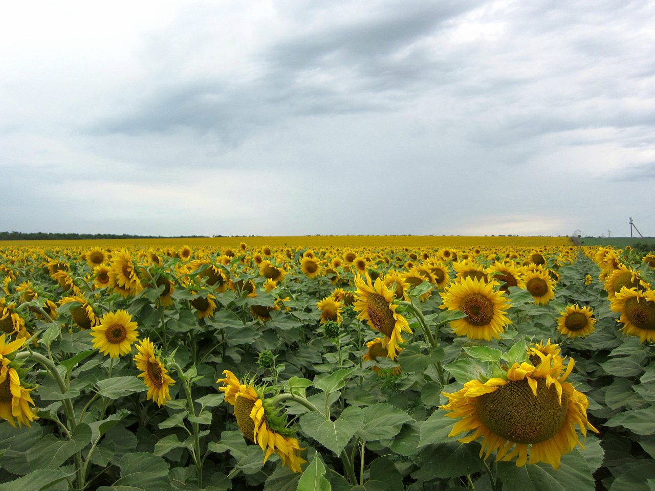 Поля Кіровоградщини - Глодоси