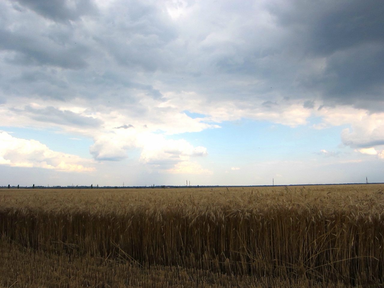 Поля Кіровоградщини - Глодоси