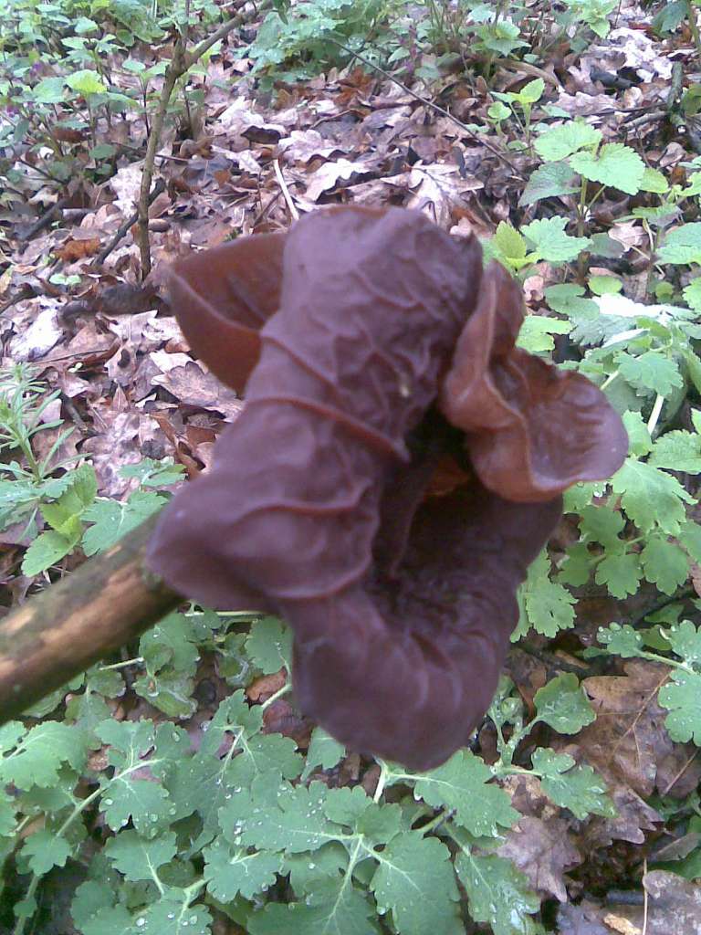 НПП 'Пирятинський' - Кейбалівка