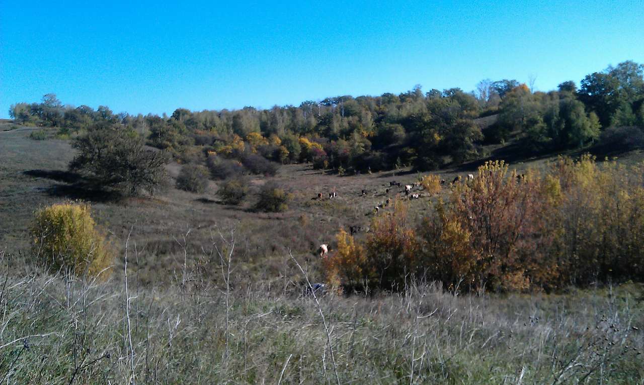 НПП 'Пирятинський' - Харківці
