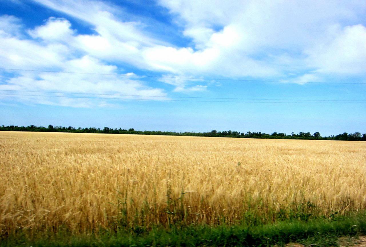 Поля Кіровоградщини - Глодоси