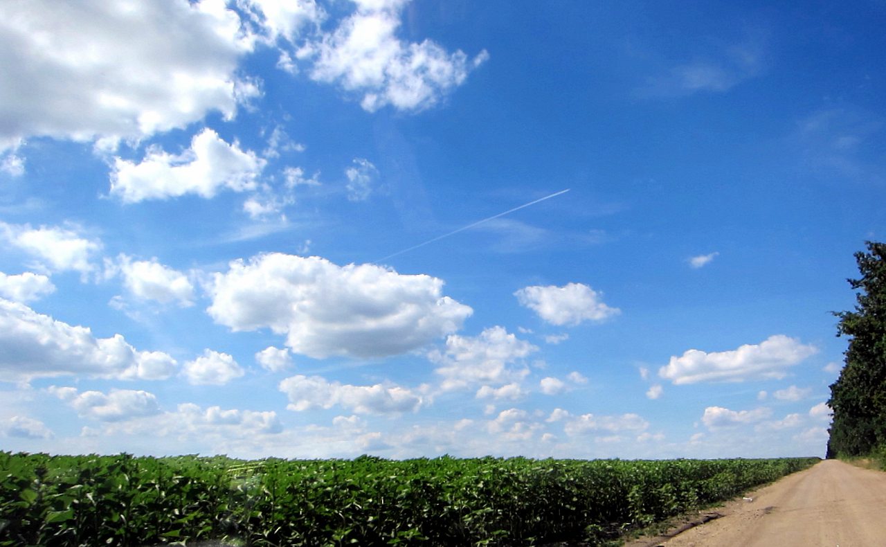 Поля Кіровоградщини - Глодоси