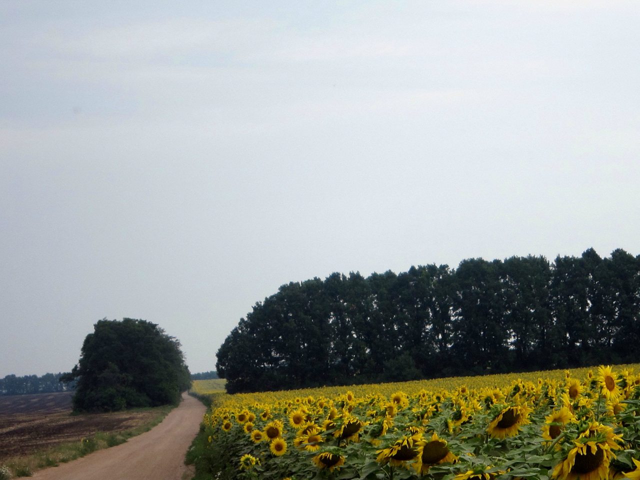 Поля Кіровоградщини - Глодоси