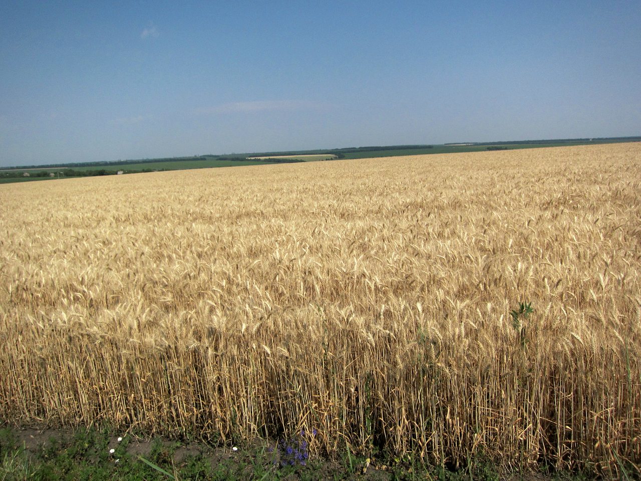 Поля Кіровоградщини - Glodosy